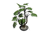 植物模型