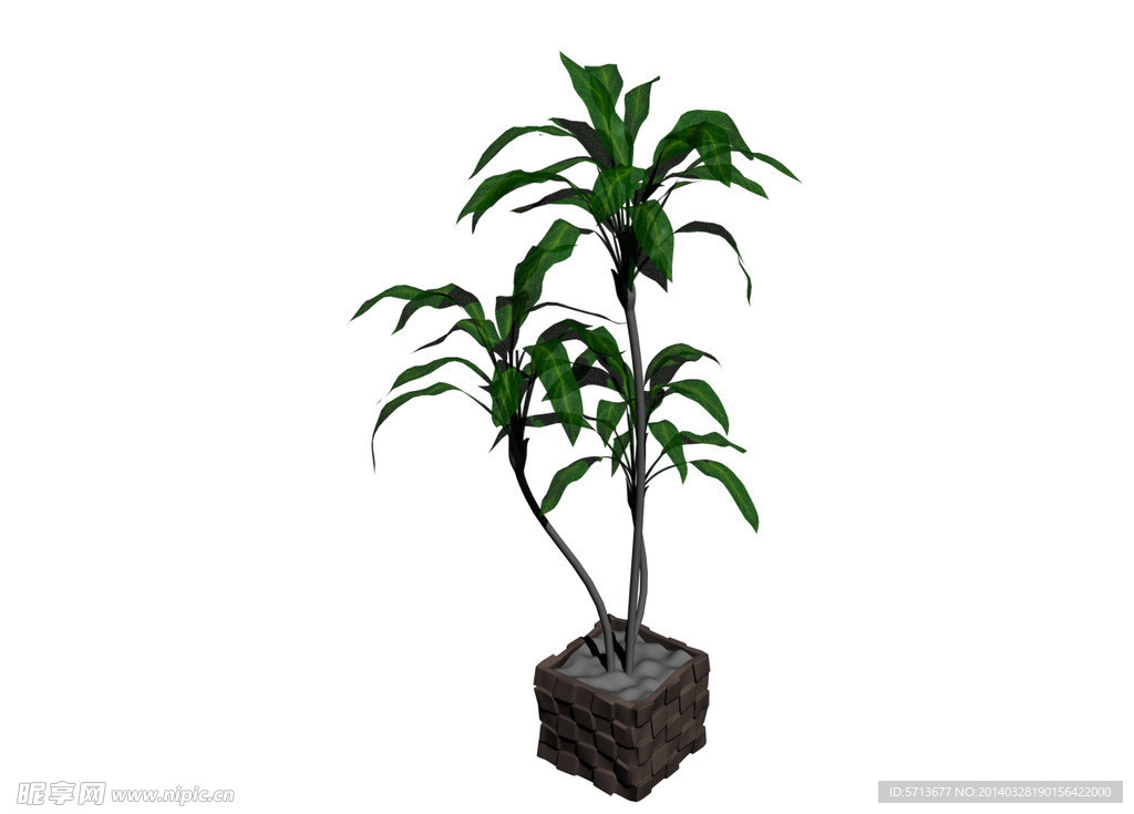 植物模型