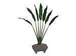 植物模型
