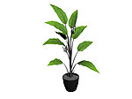 植物模型