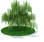 植物模型