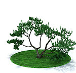 植物模型