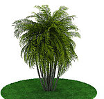 植物模型