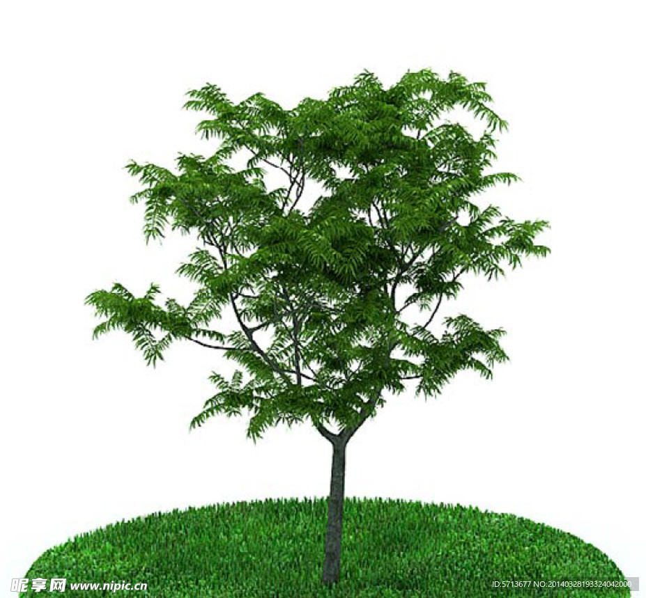 植物模型