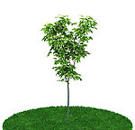 植物模型