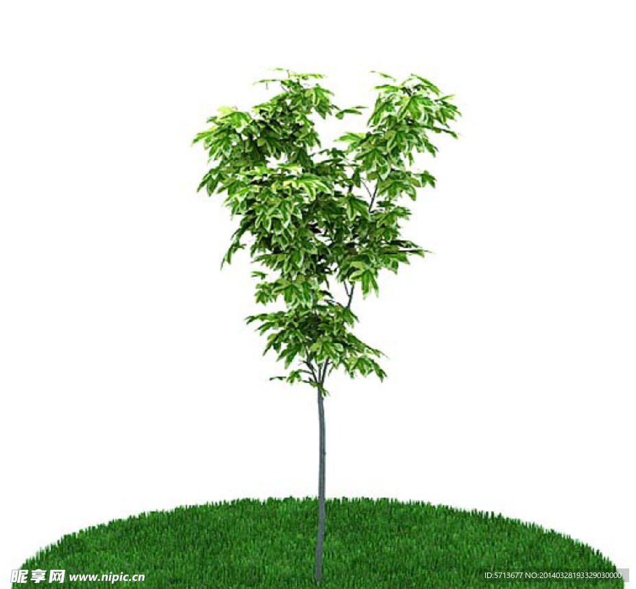 植物模型