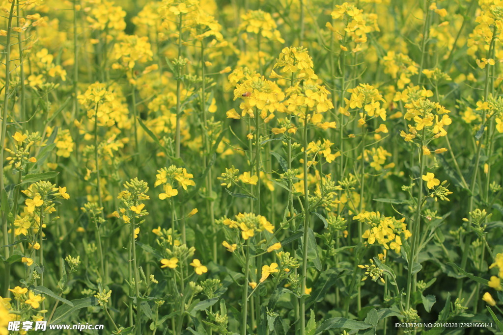 油菜花