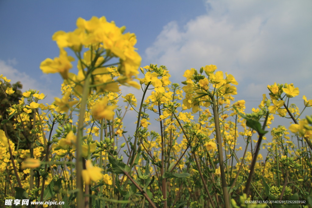 油菜花