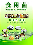 食用菌海报