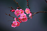 梅花