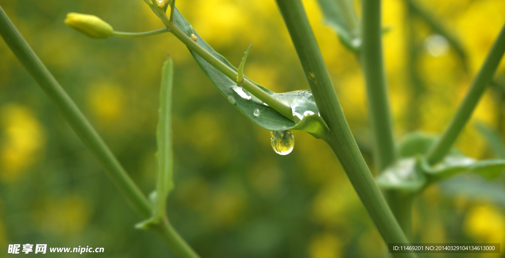油菜花 水珠 摄影