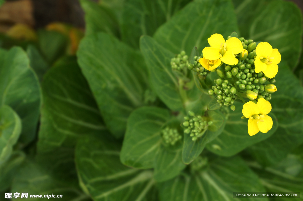 油菜花 花 摄影 春