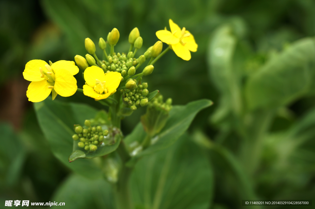 油菜花 花 摄影 春