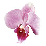 兰花