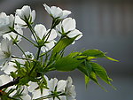 白色梨花