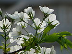 白色梨花