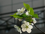 白色梨花