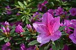 杜鹃花