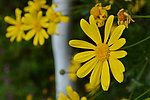 雏菊