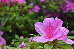 杜鹃花