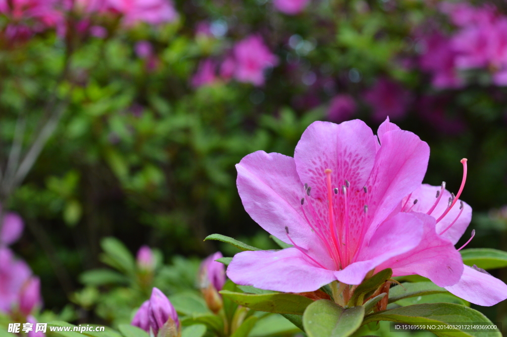 杜鹃花