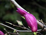 玉兰花