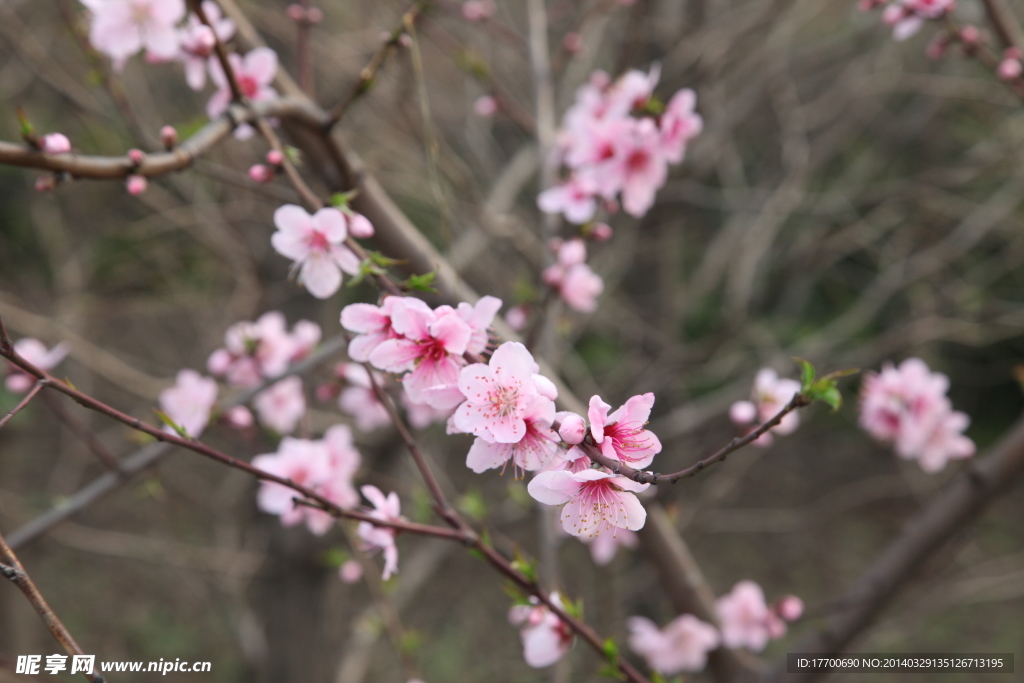桃花