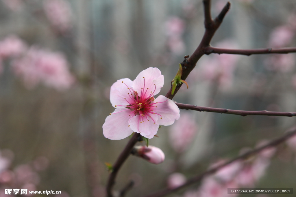 桃花