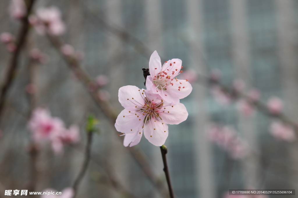 桃花