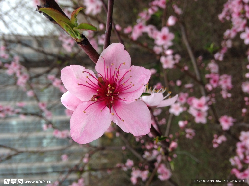 桃花