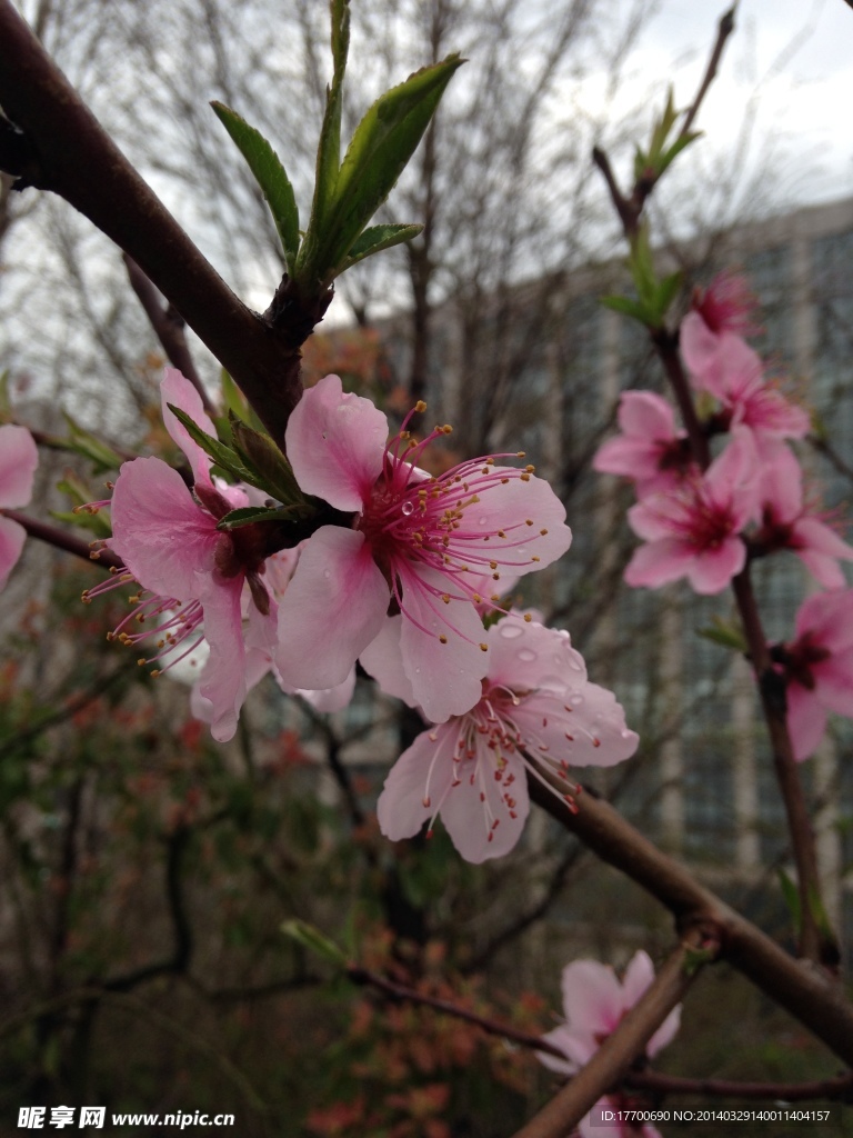 桃花