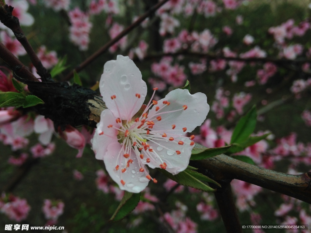 桃花