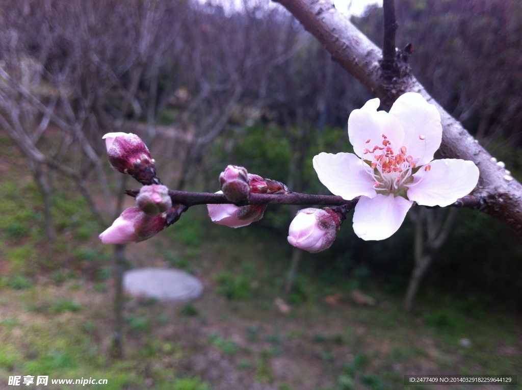 桃花