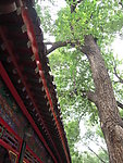 园林风景
