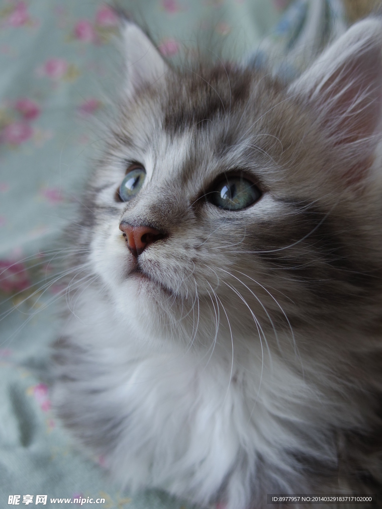 长毛猫