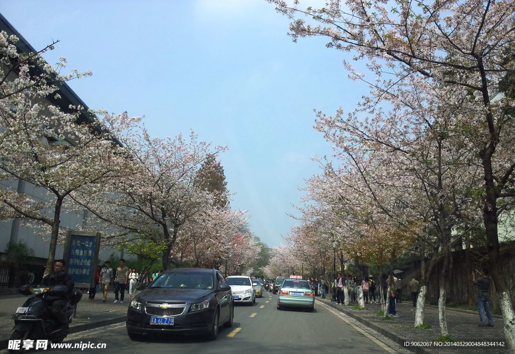 樱花