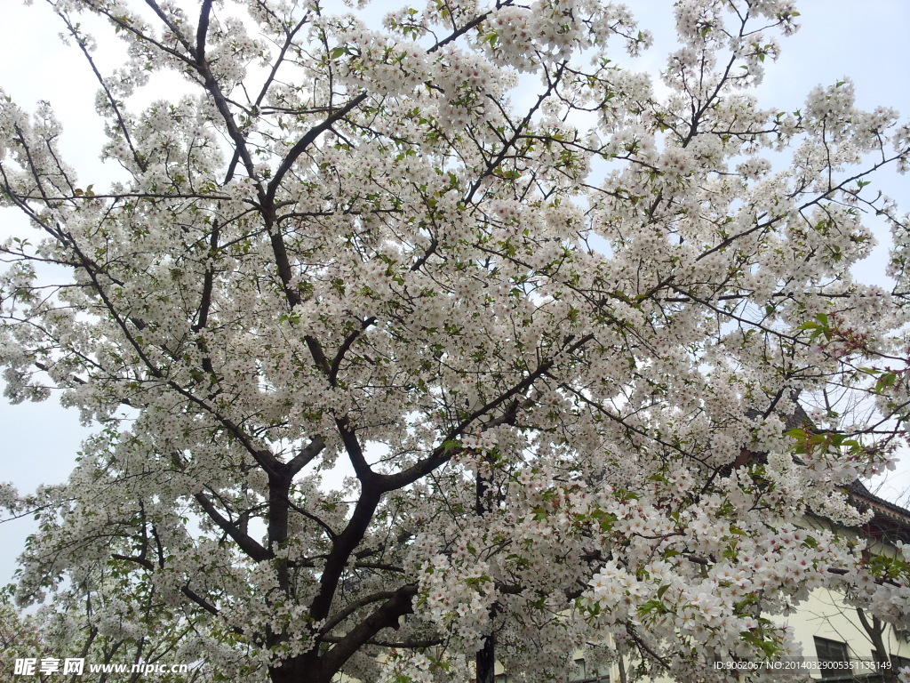 樱花