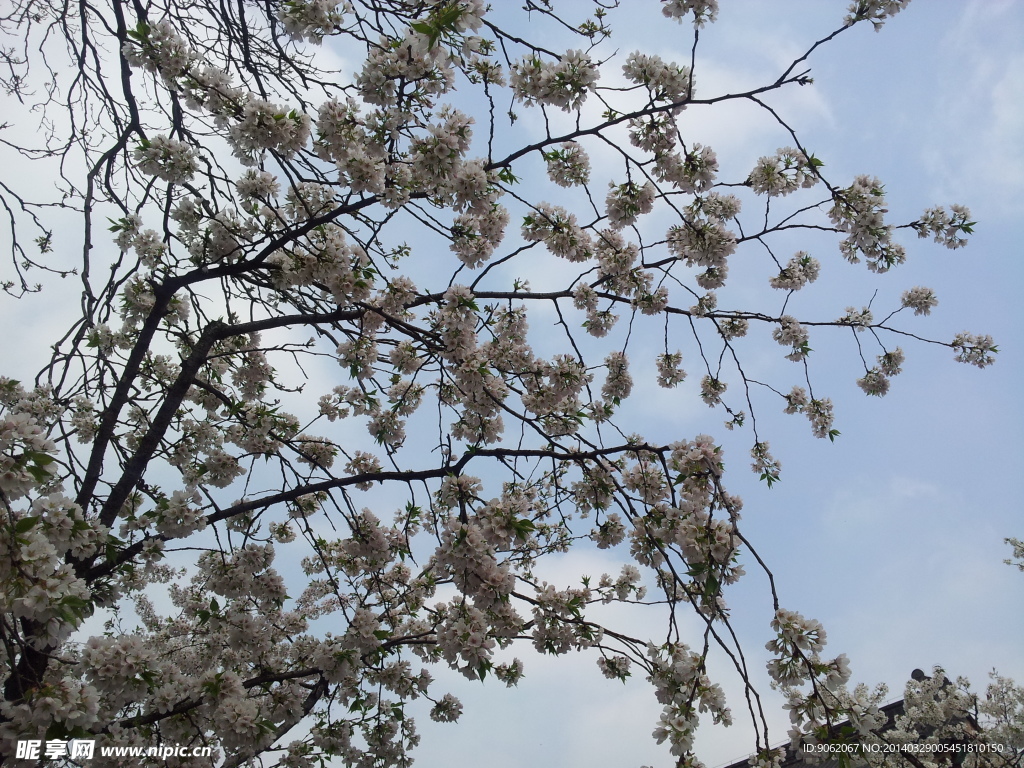 樱花