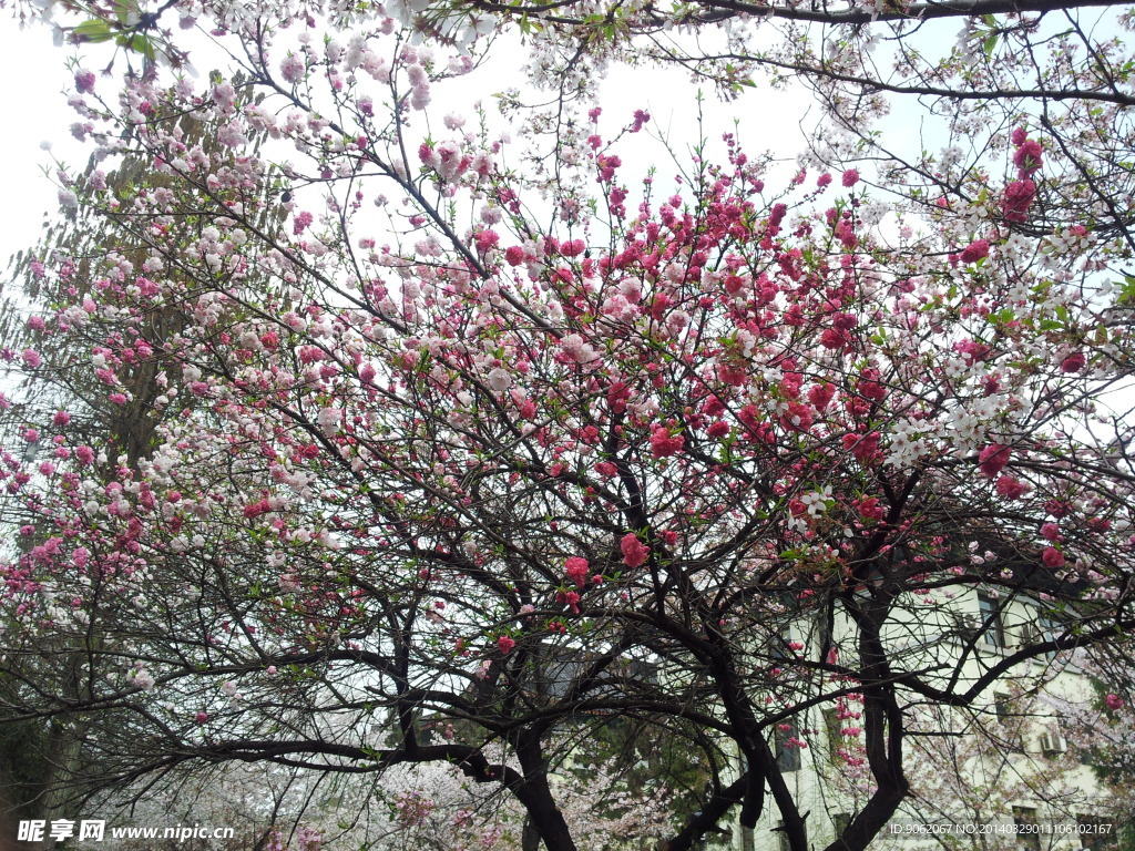 花开了