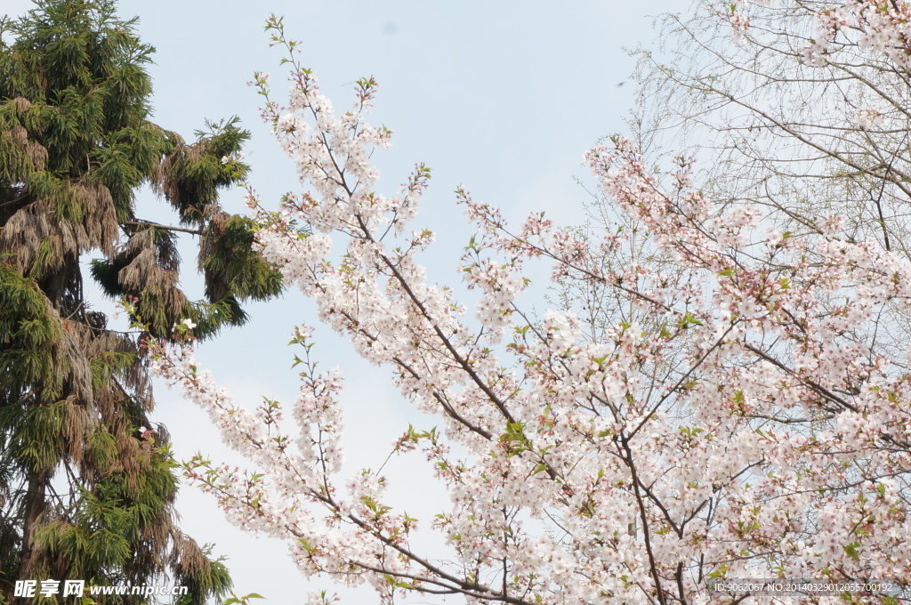 樱花