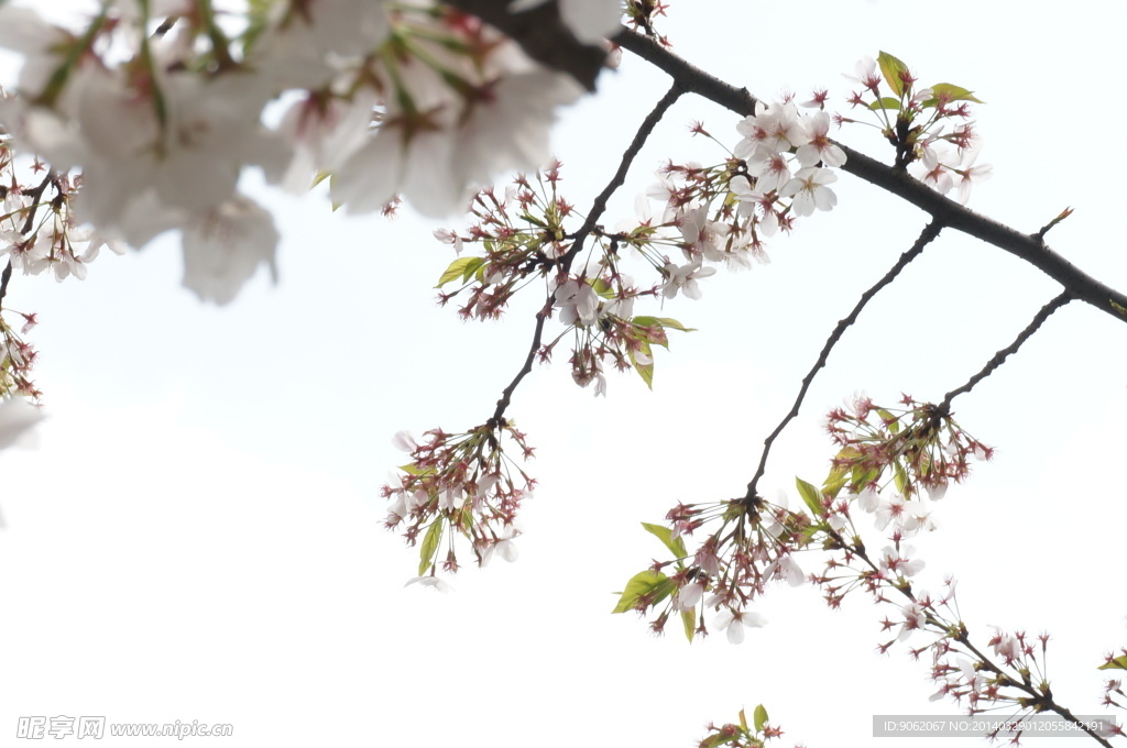 樱花