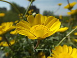黄花