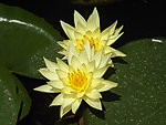 莲花