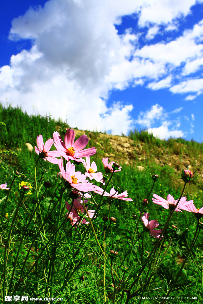 格桑花