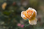 玫瑰花
