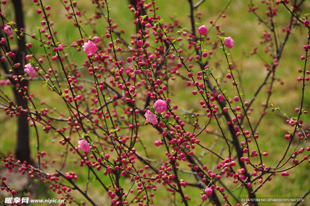 梅花