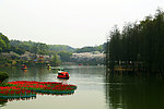 春花灿烂