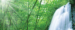 竹子 阳光 瀑布 水