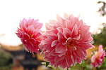 大丽花