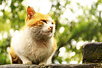 猫咪